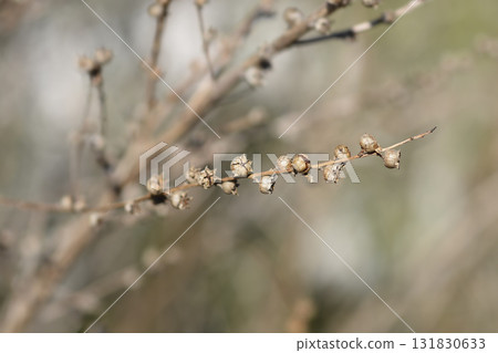 Shrubby yellowcrest 131830633