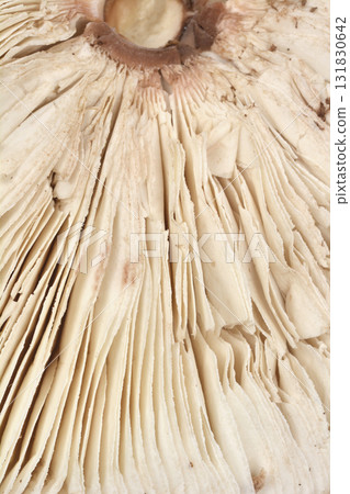 Close-up of Parasol Mushroom Gills 131830642