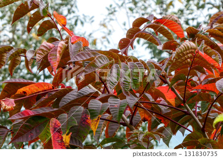 八幡平市的漆樹科樹木已開始變紅 131830735