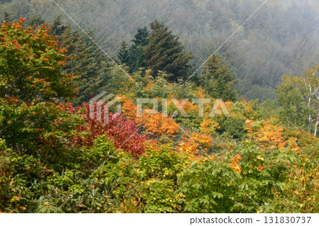 Young autumn leaves in Hachimantai, Iwate Prefecture, in early October 131830737