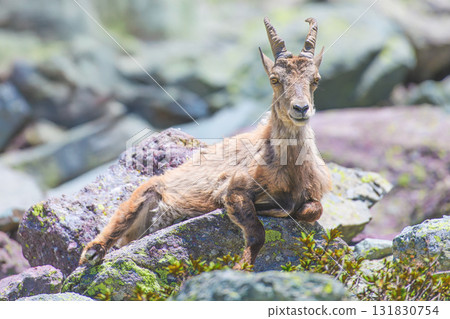 Mountain goat on rocks 131830754