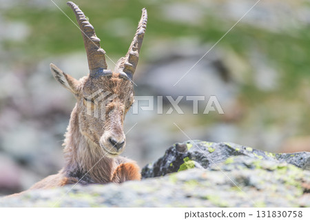 Portrait of a mountain goat 131830758