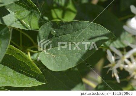 Erect clematis Erect clematis 131830963