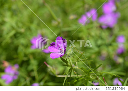 Bloody cranesbill 131830964
