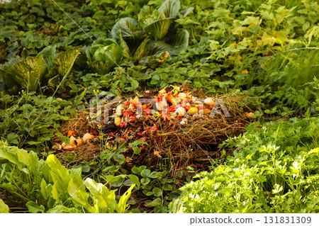a large compost pile or heap, illustrating the process of breaking down expired food waste. organic compost heap food waste agriculture 131831309