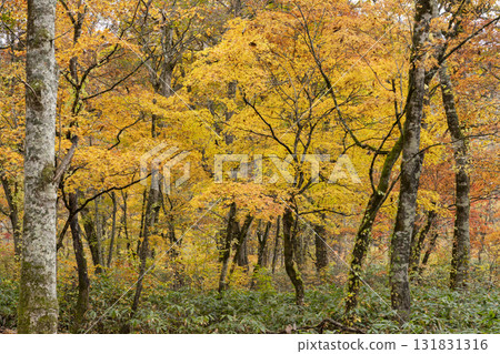 Forest of autumn leaves 131831316