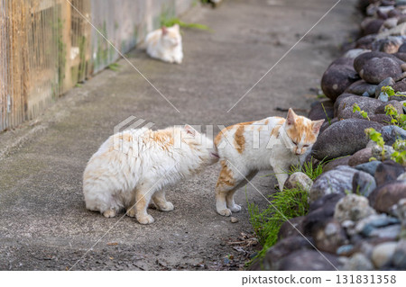 貓的習性 131831358