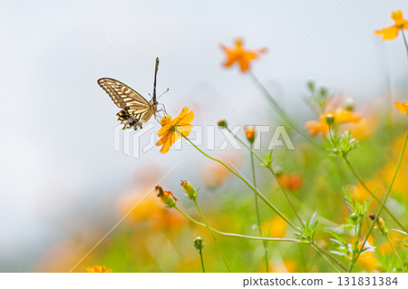 Swallowtail swallowtail that smokes honey from kivanakosmos 131831384