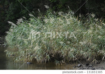 Reeds growing in the estuary of a river 131831385