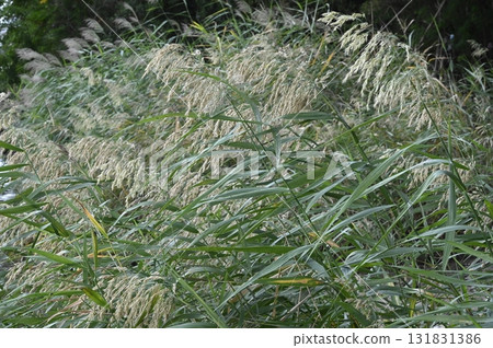 Reeds growing in the estuary of a river 131831386