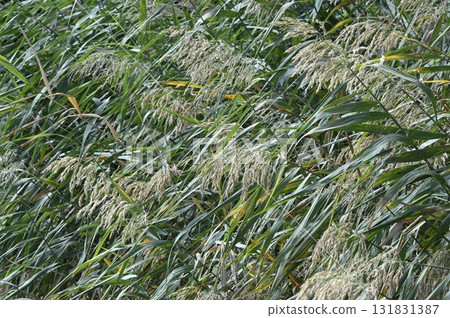 生長在河口的蘆葦 131831387