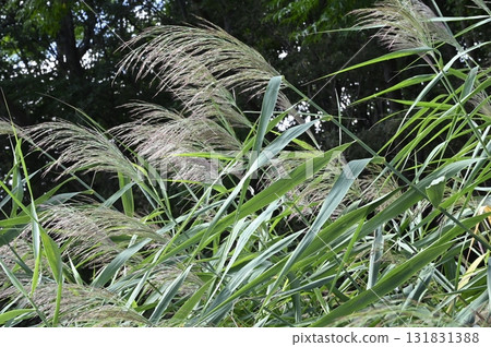 Reeds growing in the estuary of a river 131831388