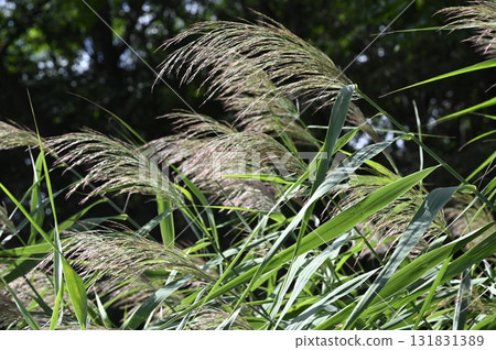 Reeds growing in the estuary of a river 131831389