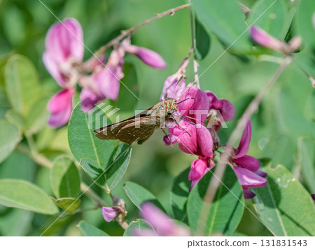 Skipper butterfly resting on a bush clover flower 131831543
