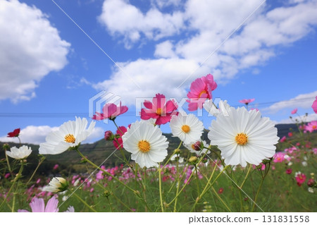 Cosmos field 6381 131831558