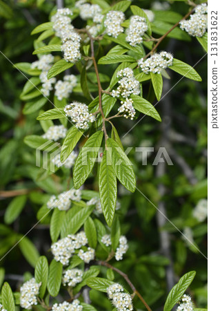 Willow-leaved cotoneaster Willow-leaved cotoneaster 131831622