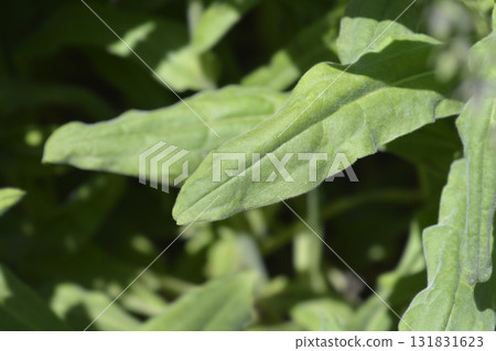Blue Houndstongue Blue Houndstongue 131831623