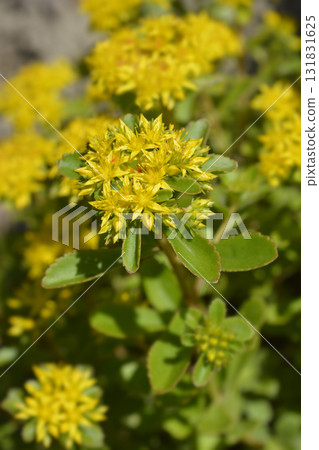 Orange Stonecrop Weihenstephaner Gold Orange Stonecrop Weihenstephaner Gold 131831625