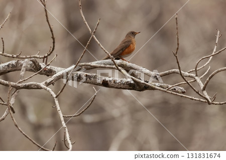A friendly bird of the plateau, the red-throated thrush, perches on a tree branch in early summer. 131831674