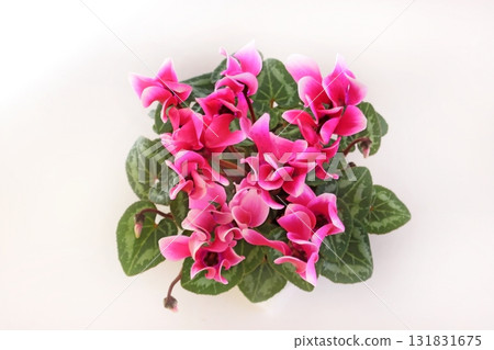 Cyclamen 131831675