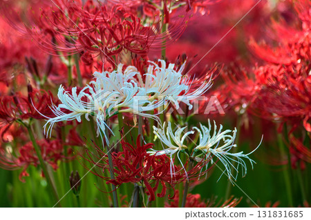 白色簇狀孤挺花 131831685