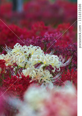 白色簇狀孤挺花 白色簇狀孤挺花 131831686