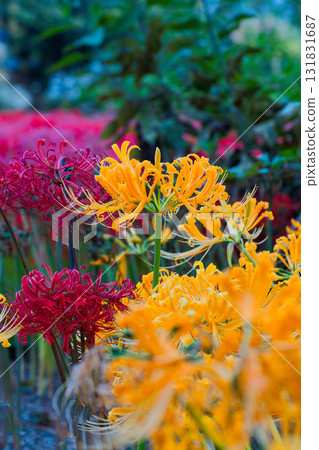 cluster spider lilies growing in clusters 131831687