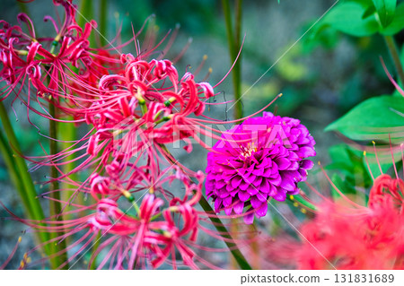Red flowers blooming in autumn 131831689