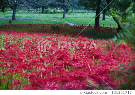Bright red flowers 131831712