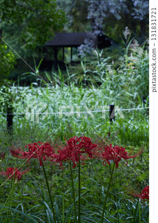 Landscape with cluster amaryllis Landscape with cluster amaryllis 131831721