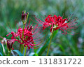 Cluster amaryllis blooming in autumn field 131831722