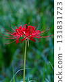 red spider lily 131831723