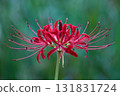 Autumnal spider lilies 131831724