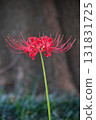 red spider lily 131831725