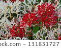 White cluster amaryllis 131831727