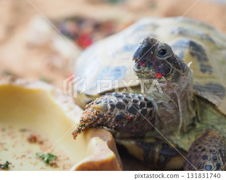 Four-toed Tortoise Russian Tortoise Horsfield's Tortoise 131831740
