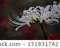 White cluster amaryllis 131831742