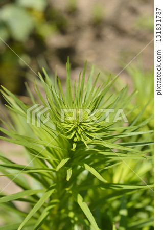Prairie blazing star 131831787