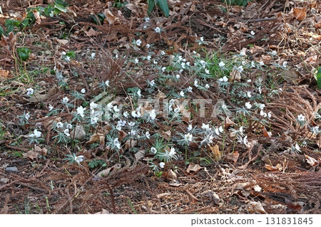 Setsubunso 131831845