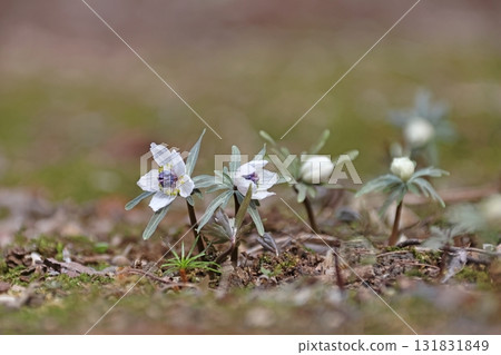 Setsubunso 131831849