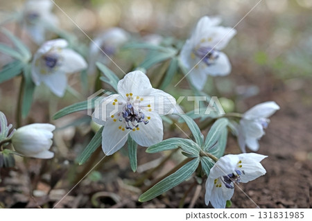 Setsubunso 131831985