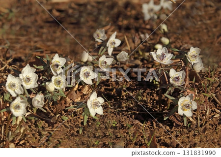 Setsubunso 131831990