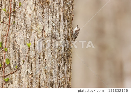 The treecreeper is a ninja-like bird that moves freely in all directions along tree trunks. 131832156