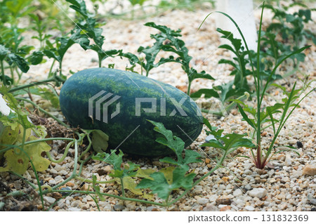 Harvesting fresh watermelon farm field nature sunny environment close-up view organic agriculture 131832369