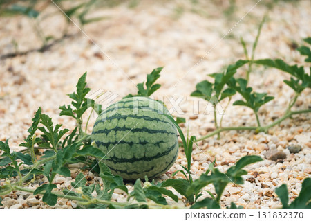 Harvesting watermelons the field rural farm fruit sunny day close-up agriculture insights Harvesting watermelons the field rural farm fruit sunny day close-up agriculture insights 131832370