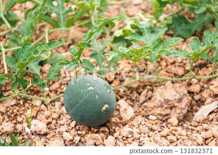 Harvesting watermelons a rustic farm setting nature's bounty under the sun 131832371