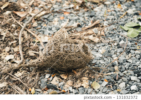Nature scene featuring twisted roots among gravel outdoor environment close-up perspective earthy concept 131832372