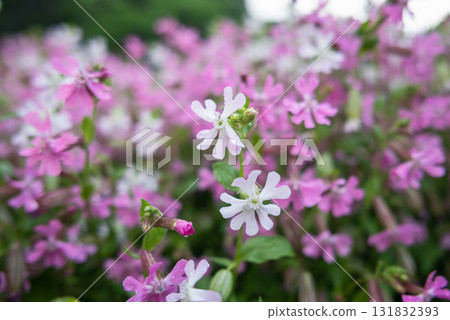 Vibrant pink flowers blooming in nature's garden close-up view spring season beauty Vibrant pink flowers blooming in nature's garden close-up view spring season beauty 131832393