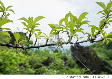 Branching out young fruit growth in lush nature scenic landscape close-up view botanical wonder Branching out young fruit growth in lush nature scenic landscape close-up view botanical wonder 131832397