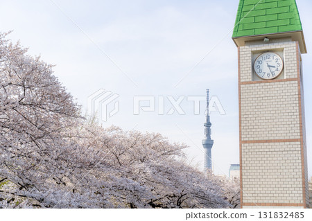 Clock tower and Skytree surrounded by cherry blossoms Clock tower and Skytree surrounded by cherry blossoms 131832485